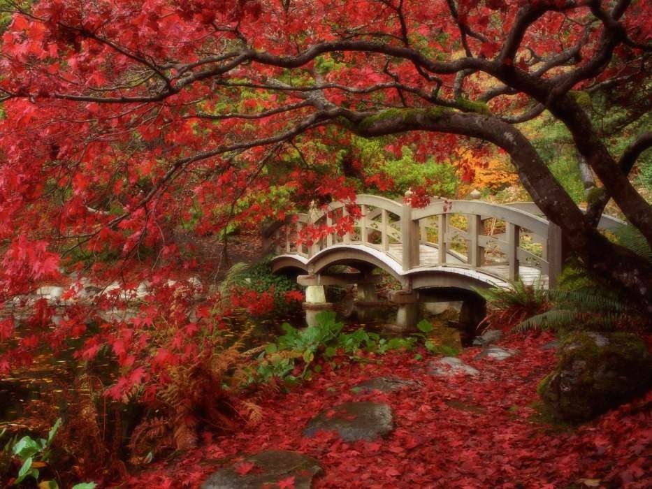 Landscape, Bridges, Trees, Autumn