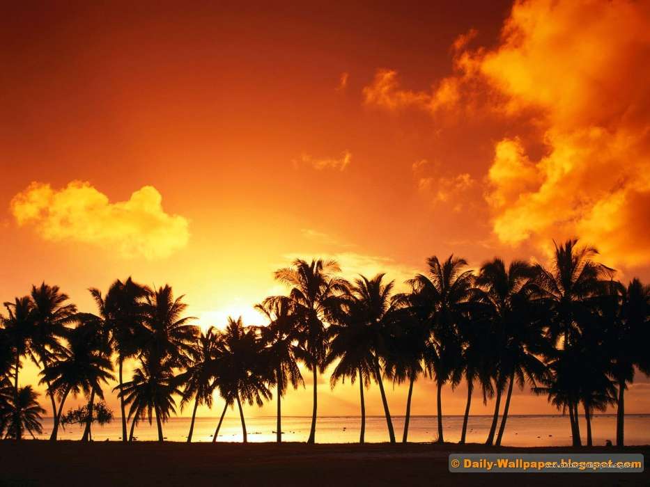 Landscape, Trees, Sunset, Sky, Palms