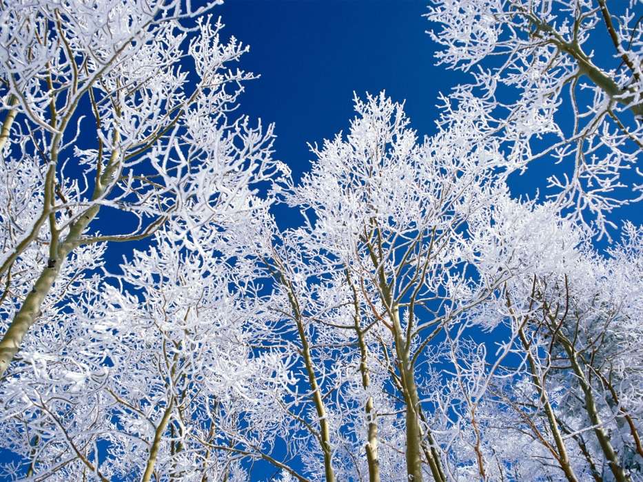 Trees, Sky, Landscape, Snow, Winter