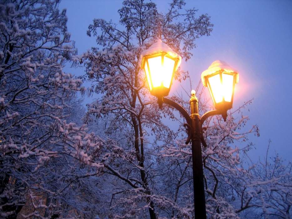 Trees, Night, Landscape, Snow