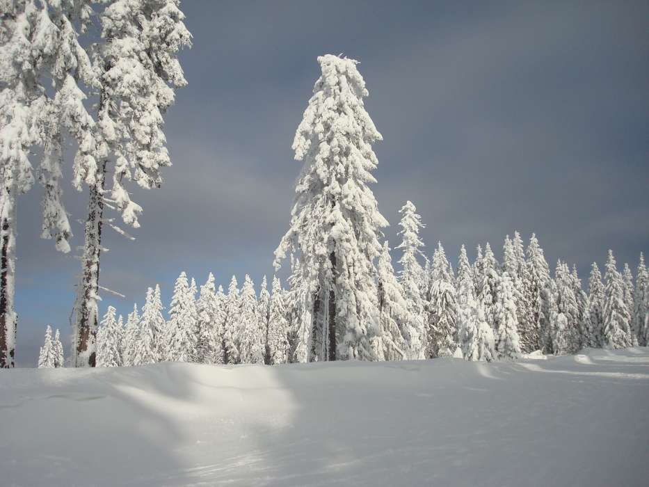 Trees, Landscape, Snow