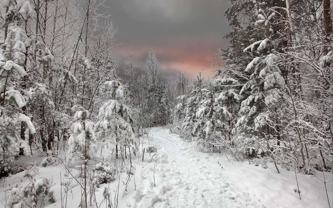 Trees,Landscape,Snow