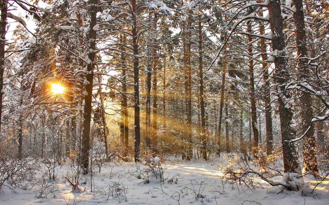 Trees, Landscape, Snow, Sun, Winter