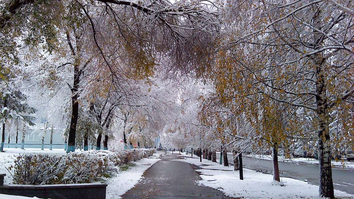 Trees, Landscape, Snow, Streets