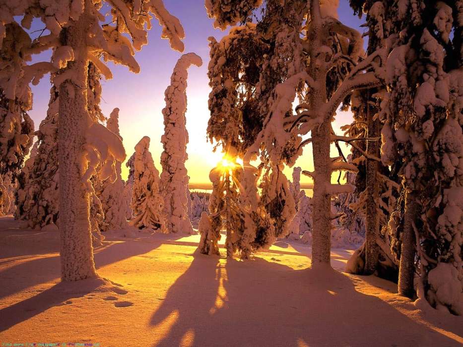 Trees, Landscape, Snow, Sunset, Winter
