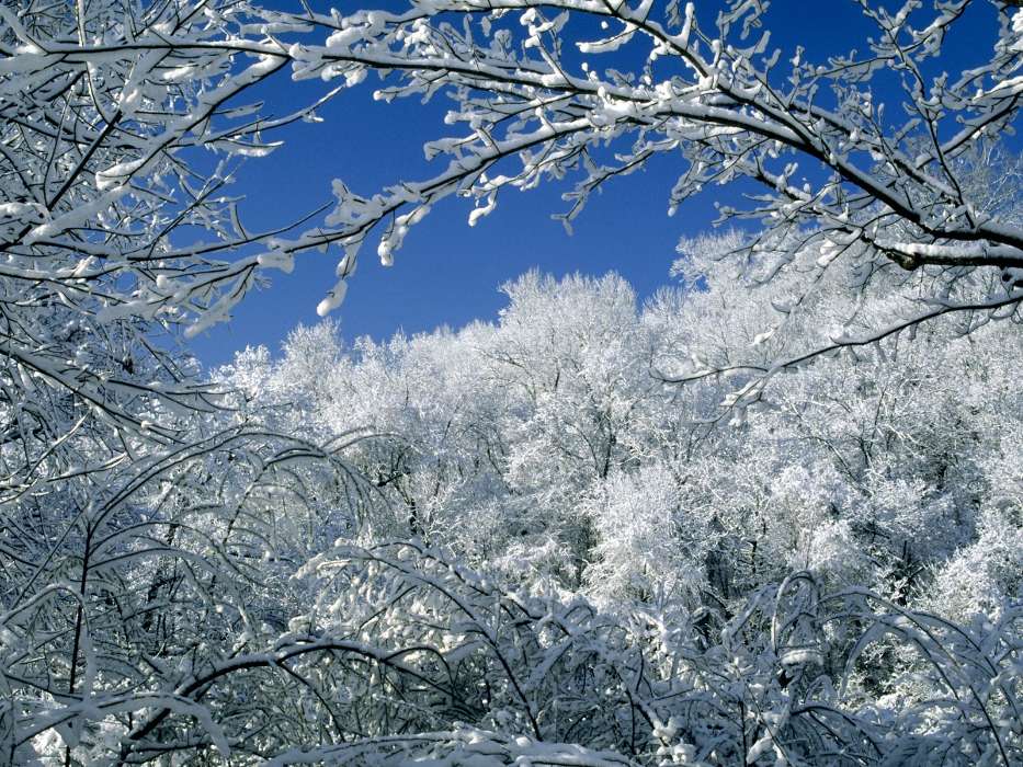 Landscape, Winter, Trees, Snow