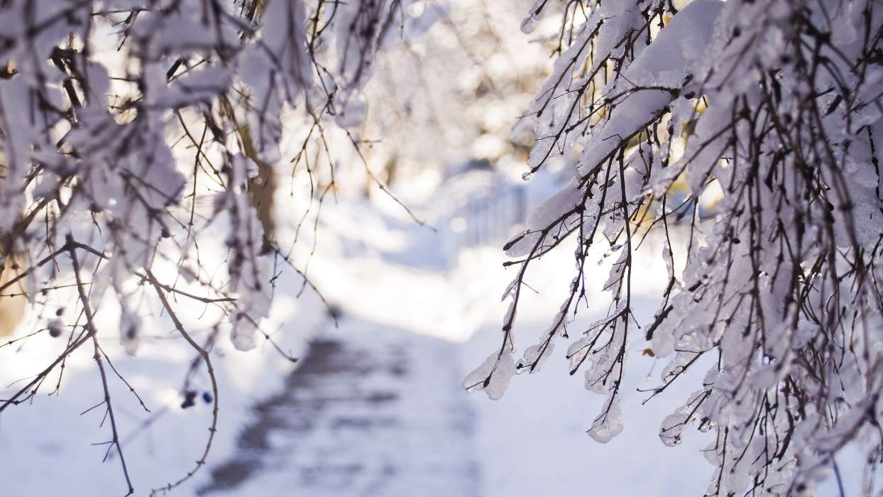 Trees, Landscape, Snow, Winter