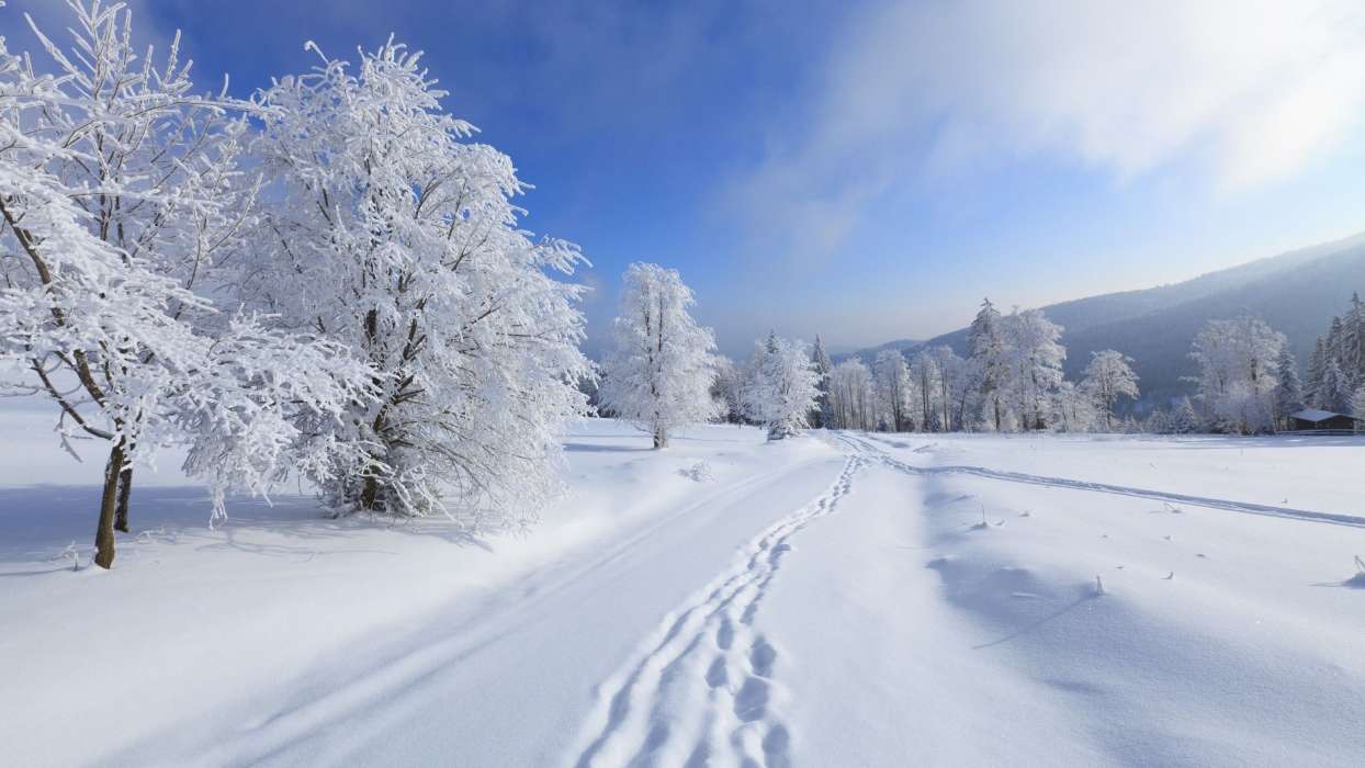 Trees, Landscape, Snow, Winter