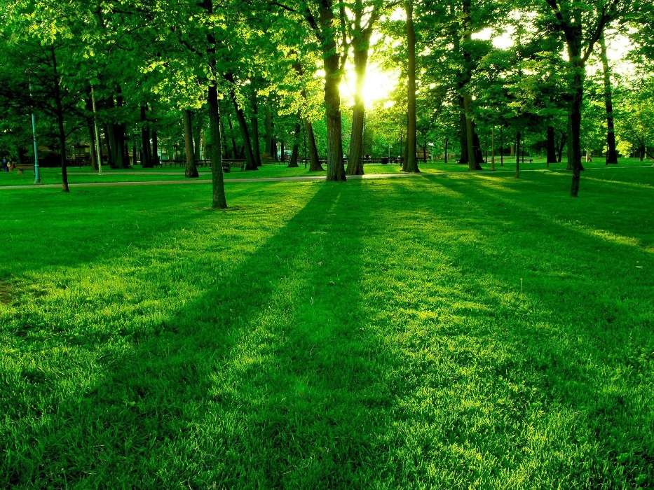 Landscape, Trees, Grass, Sun