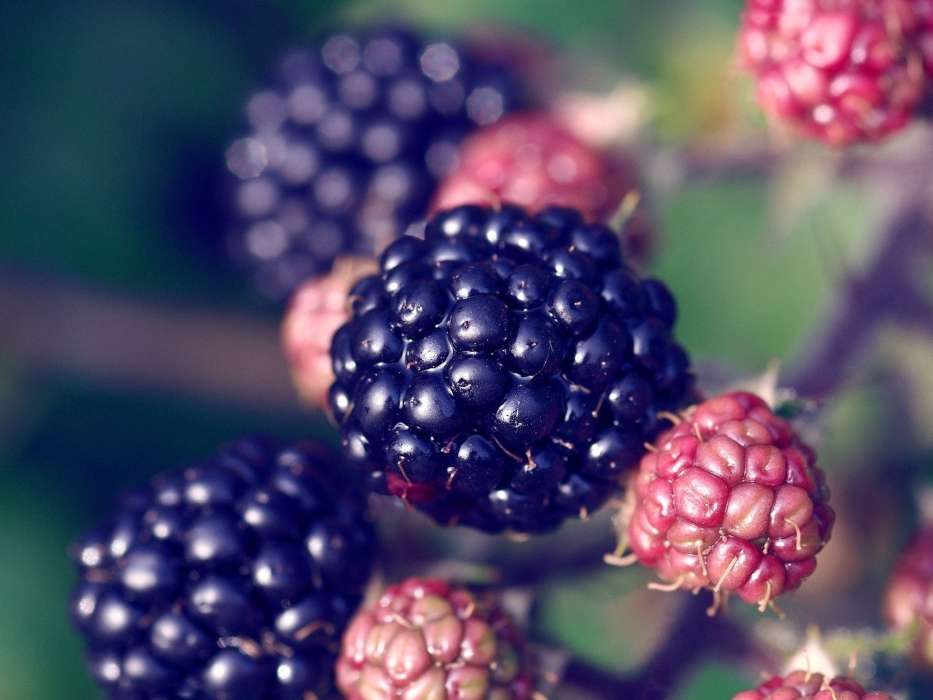 Food, Fruits, Berries, Blackberry