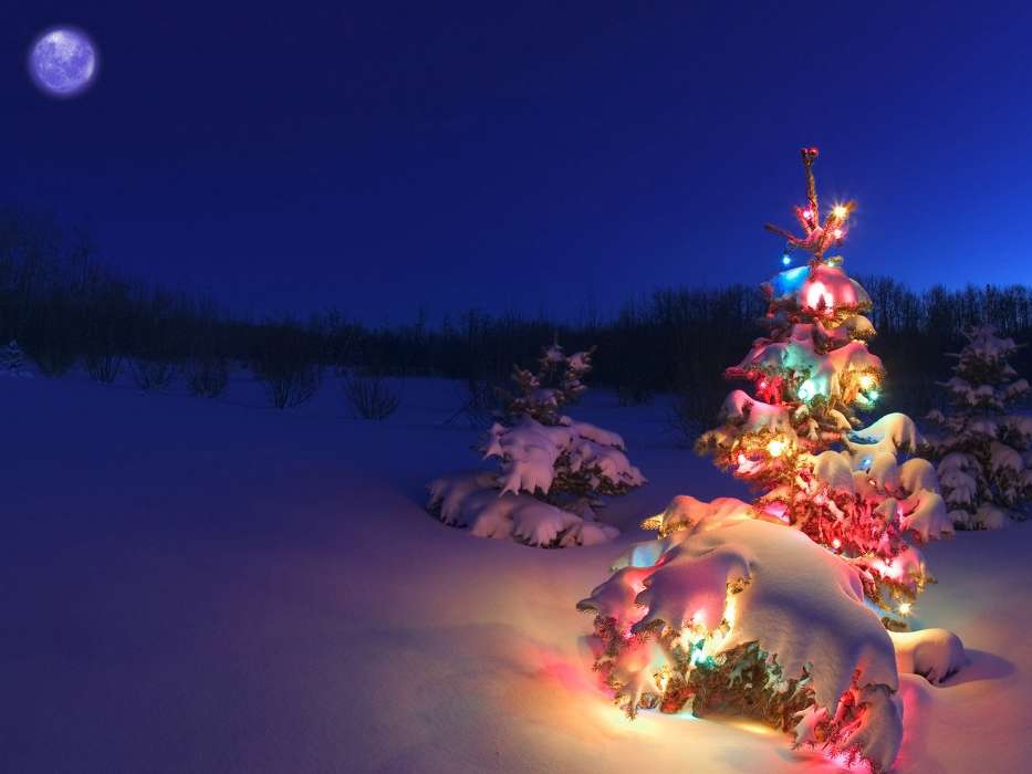 Fir-trees, New Year, Landscape, Holidays, Christmas, Xmas, Snow, Winter