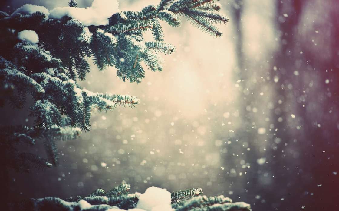 Fir-trees, Landscape, Plants, Snow, Winter