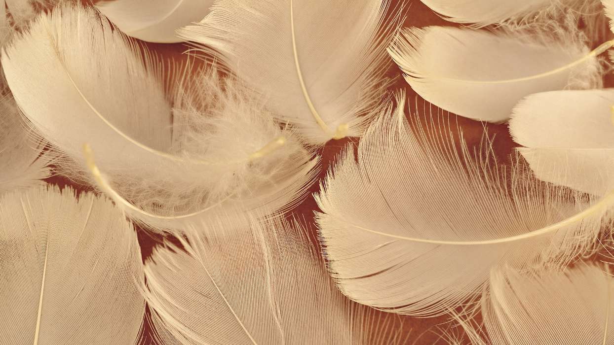 Feather,Objects
