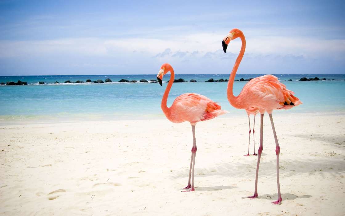Animals, Birds, Sea, Beach, Flamingo