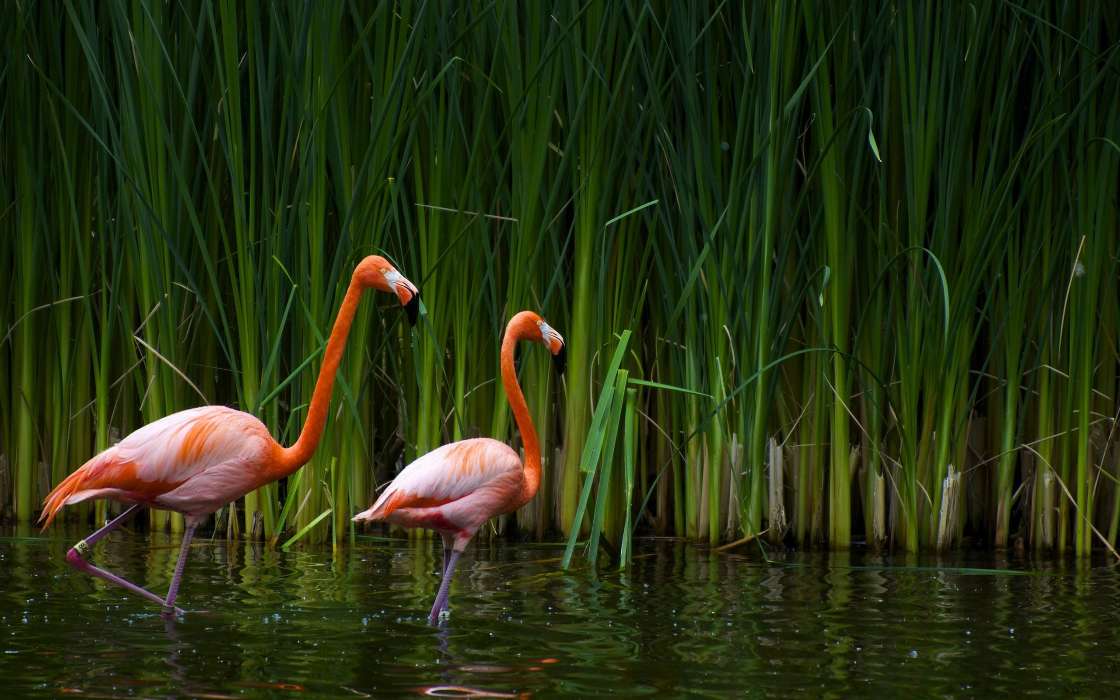 Flamingo,Birds,Animals