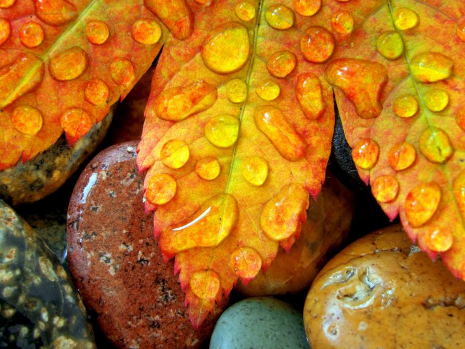 Background,Stones,Drops,Leaves