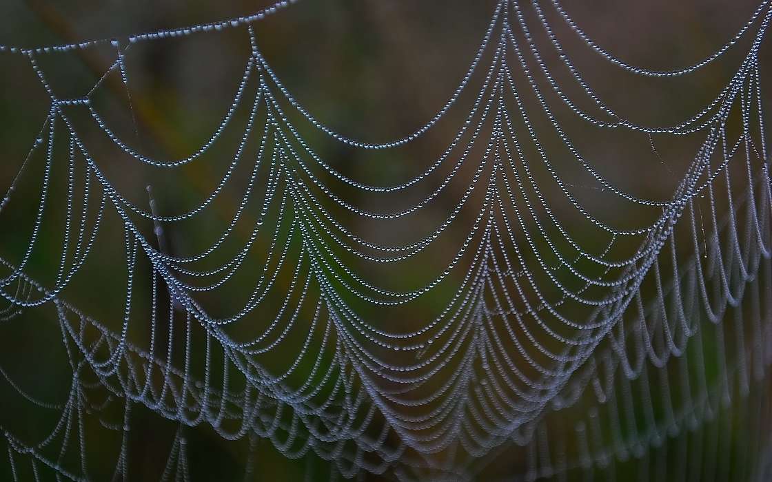 Background,Drops,Web