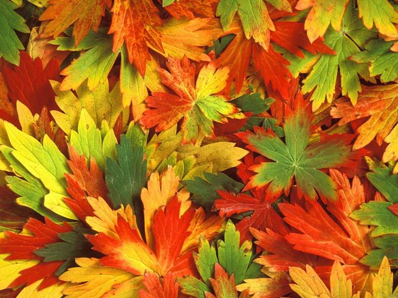 Background,Leaves,Autumn