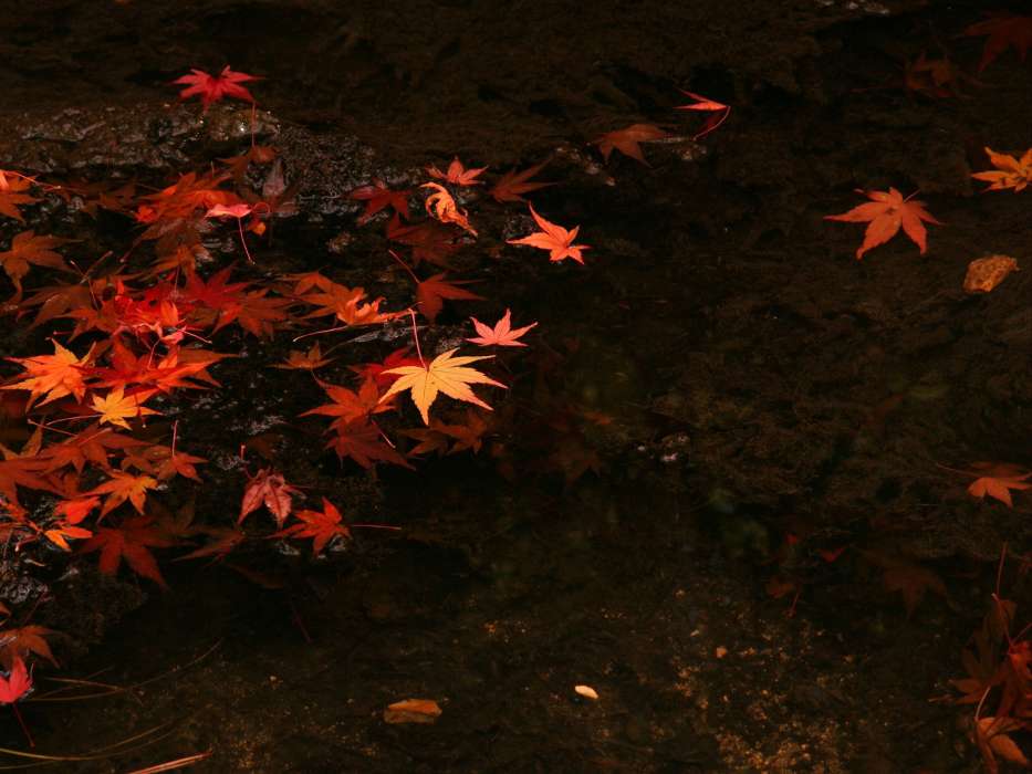 Background,Leaves,Autumn