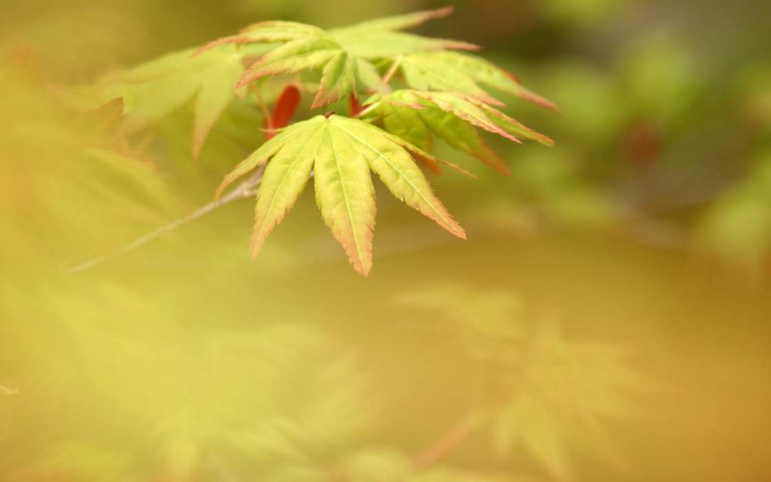 Background, Leaves, Plants