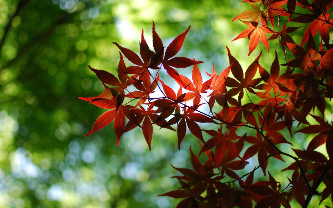 Background,Leaves,Plants