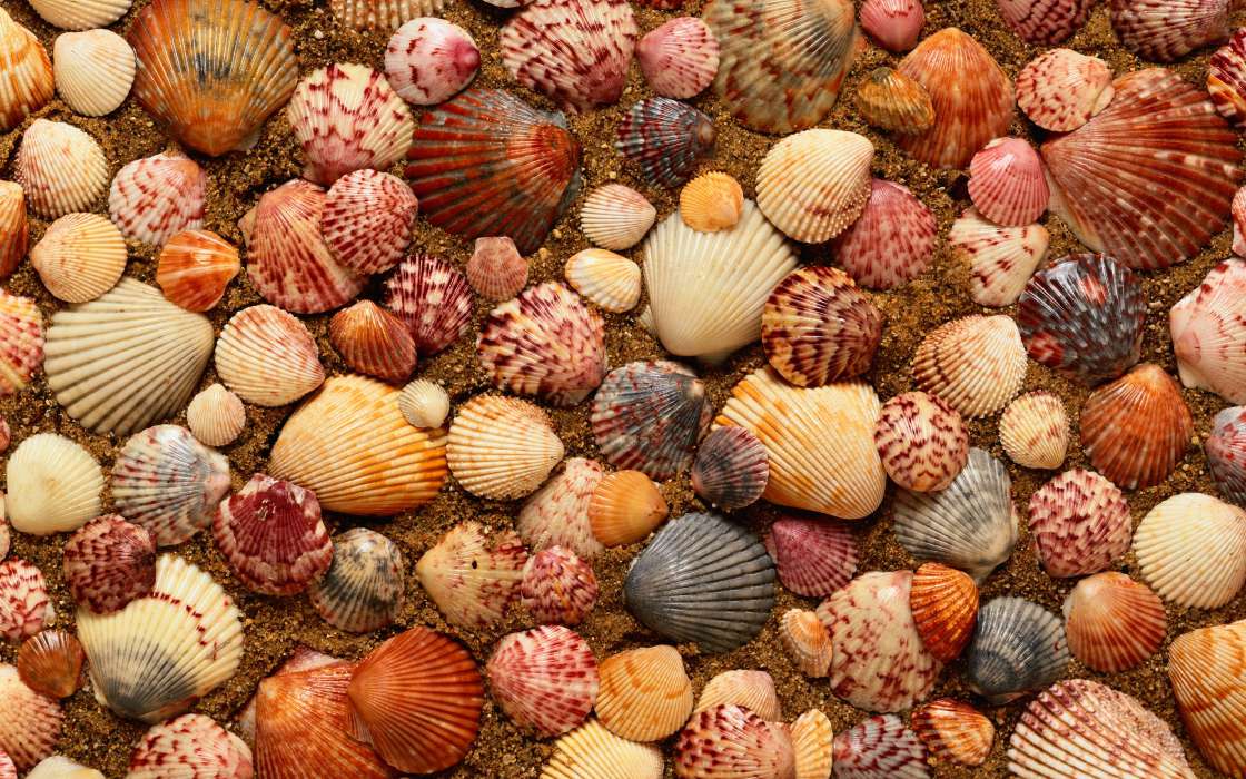 Background,Shells