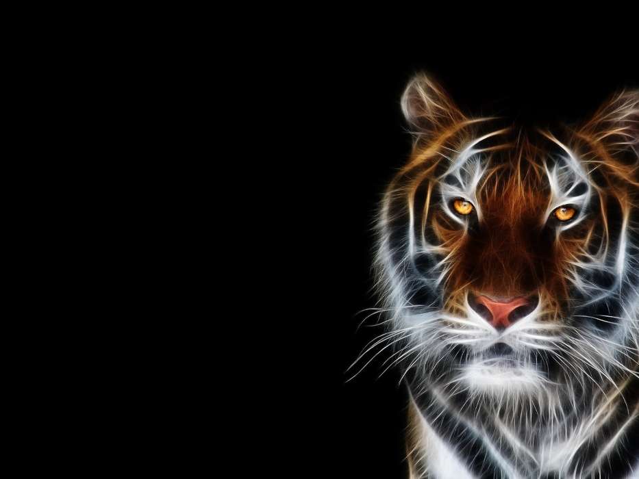 Background,Pictures,Tigers,Animals