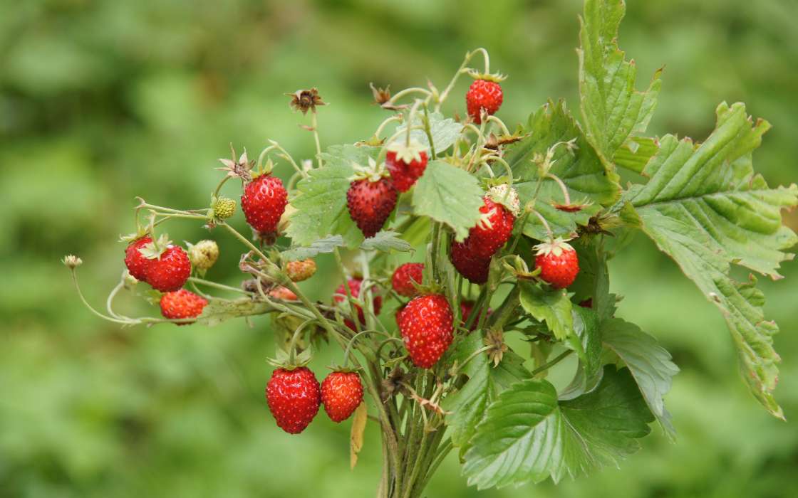 Berries,Strawberry,Plants