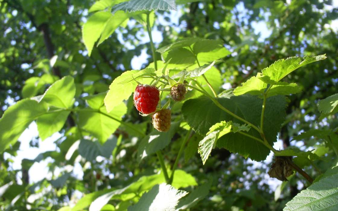 Plants, Raspberry, Berries