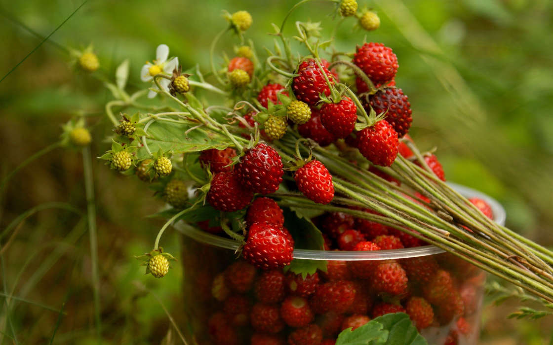 Berries,Plants