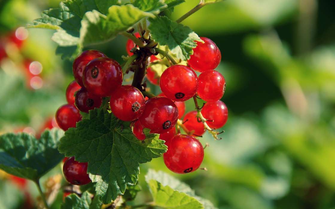 Berries, Plants, Currant