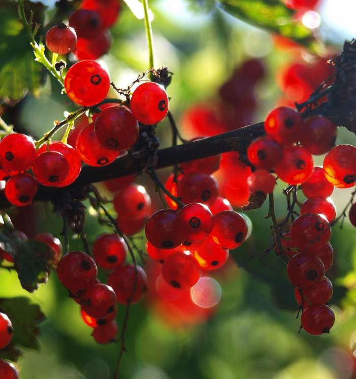 Berries,Plants,Currant