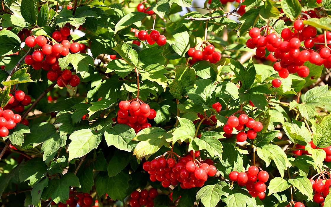 Berries, Plants, Bush