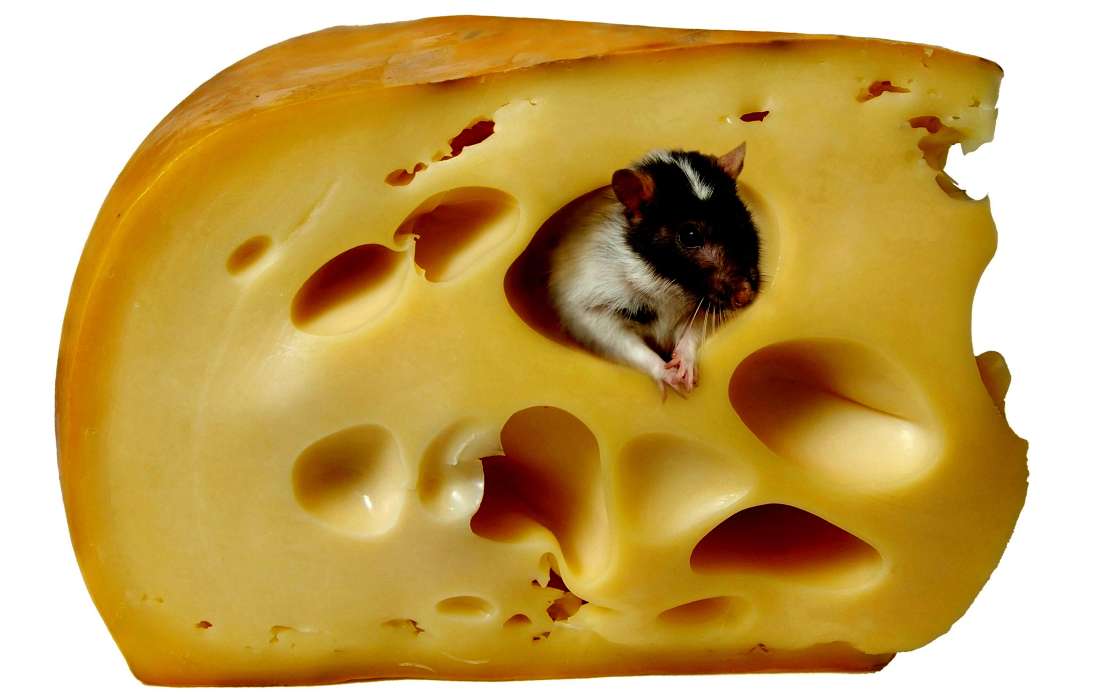 Rodents, Mice, Cheese, Animals