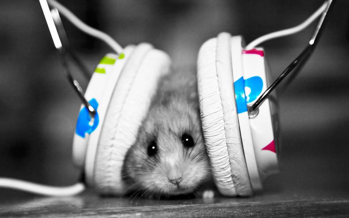 Hamsters, Music, Headphones, Funny, Animals