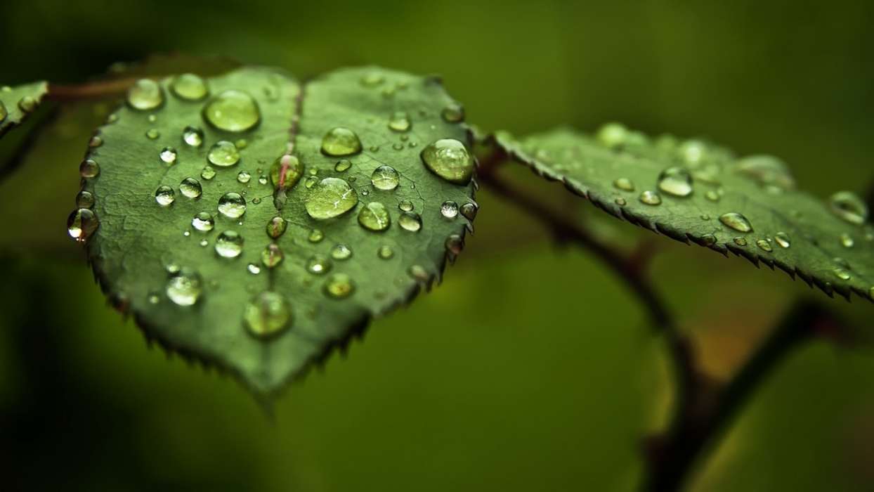 Drops,Leaves,Objects