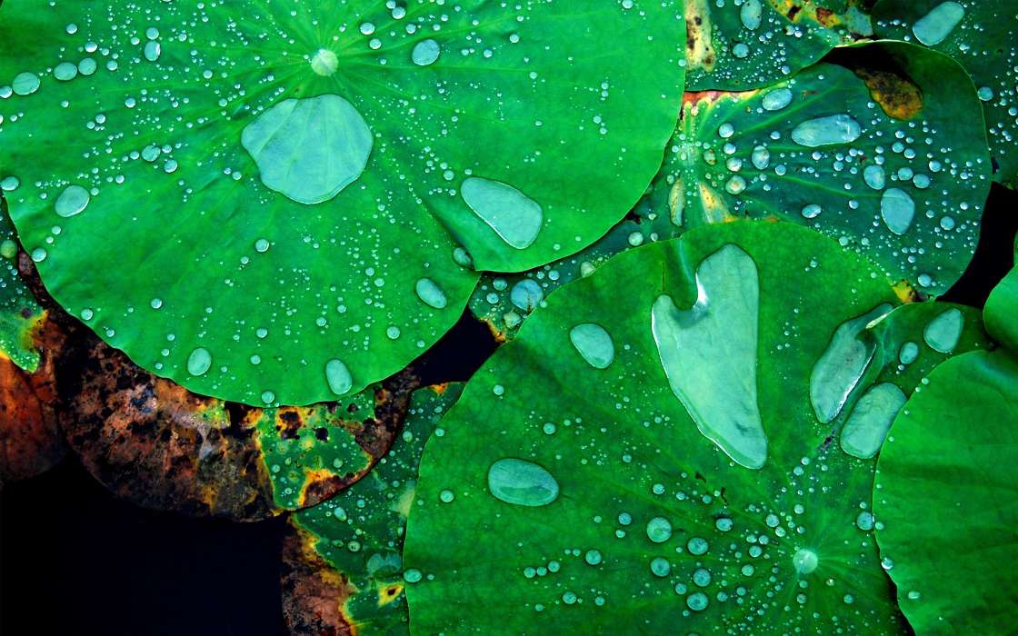 Drops, Leaves, Plants, Water