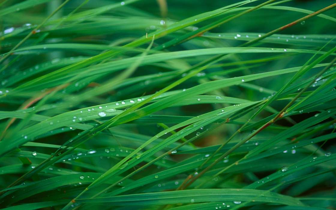 Drops, Plants, Grass
