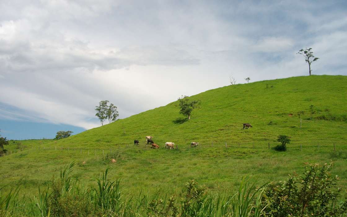 Cows,Landscape,Fields