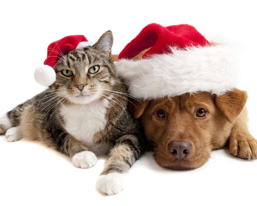 Cats, New Year, Holidays, Christmas, Xmas, Dogs, Animals