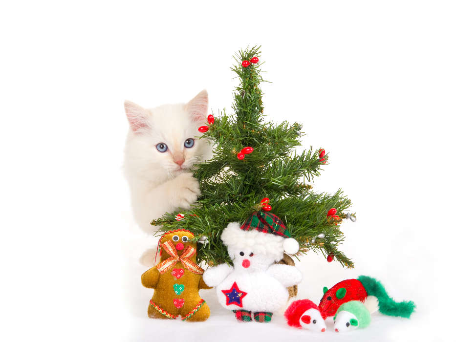 Cats, New Year, Holidays, Christmas, Xmas, Animals