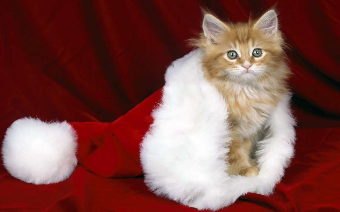 Holidays, Animals, Cats, New Year, Christmas, Xmas