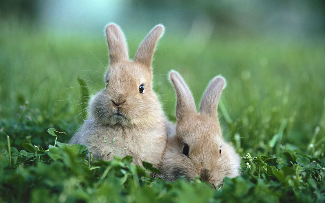 Rabbits,Animals