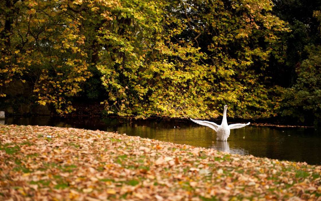 Swans, Leaves, Autumn, Birds, Animals