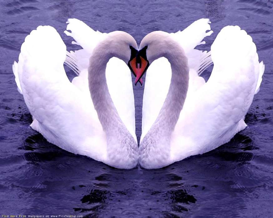 Animals, Birds, Hearts, Swans, Love, Valentine&#039;s day