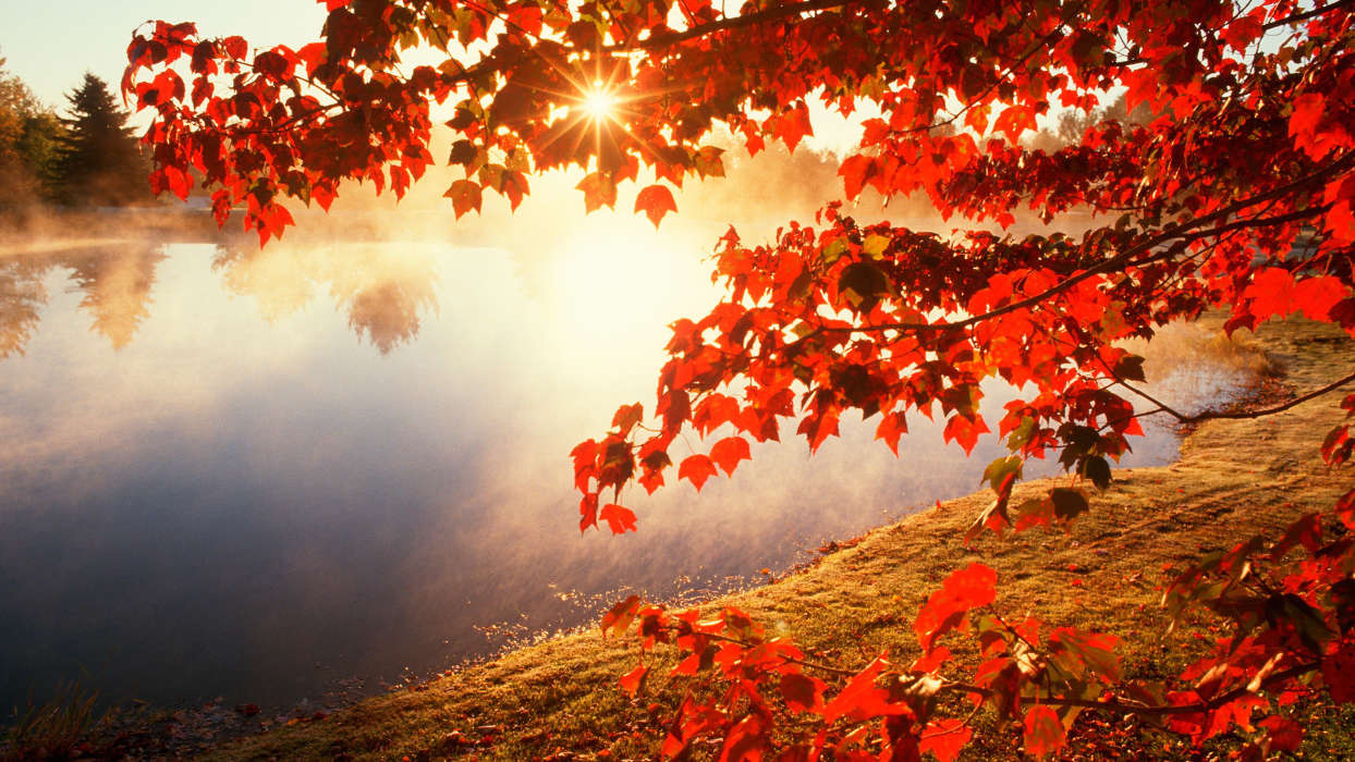 Leaves, Autumn, Landscape, Rivers, Sun