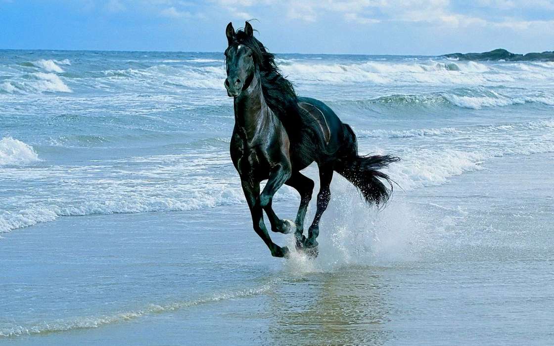 Horses, Sea, Waves, Animals