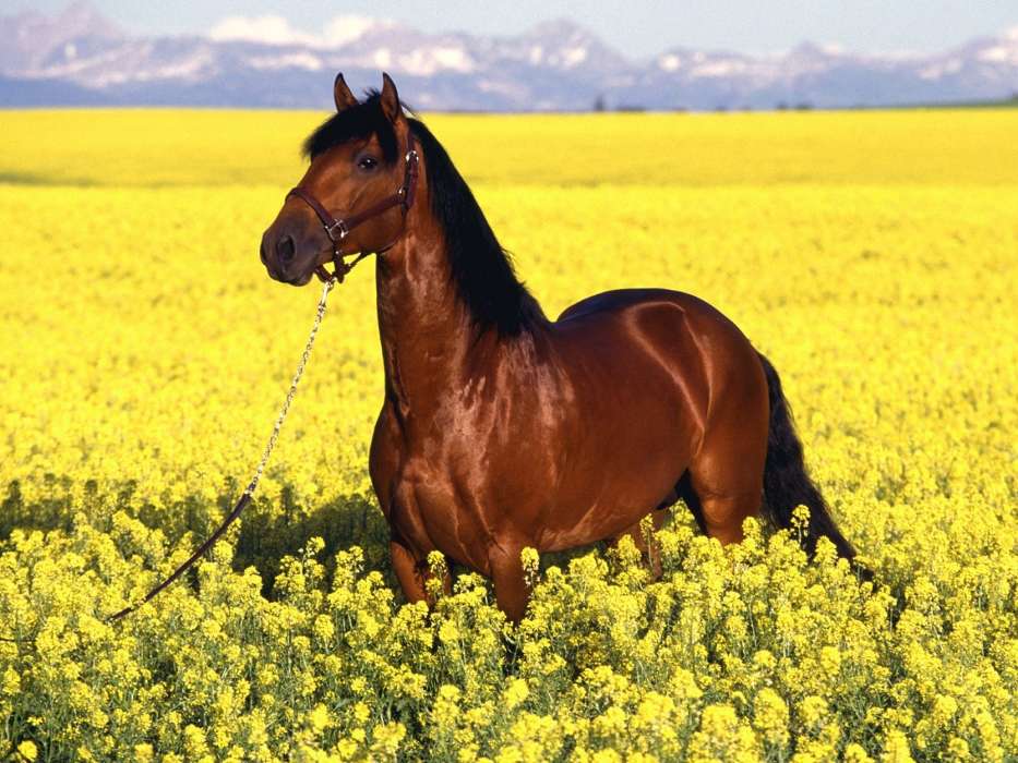 Horses,Landscape,Fields,Animals