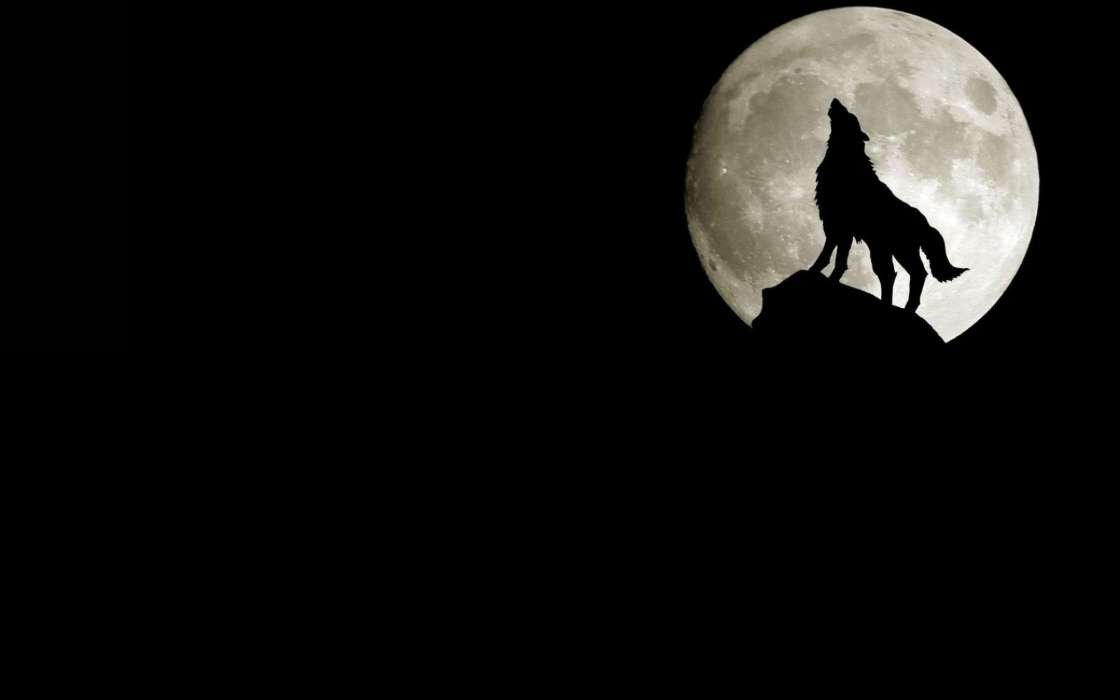Moon, Wolfs, Animals