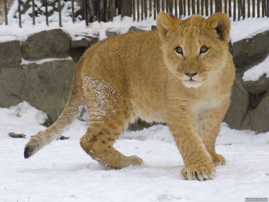 Animals, Winter, Lions